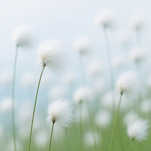 Discover a puzzle with delicate white seed heads gently swaying on slender green stems against a soft, pale blue-green background.
