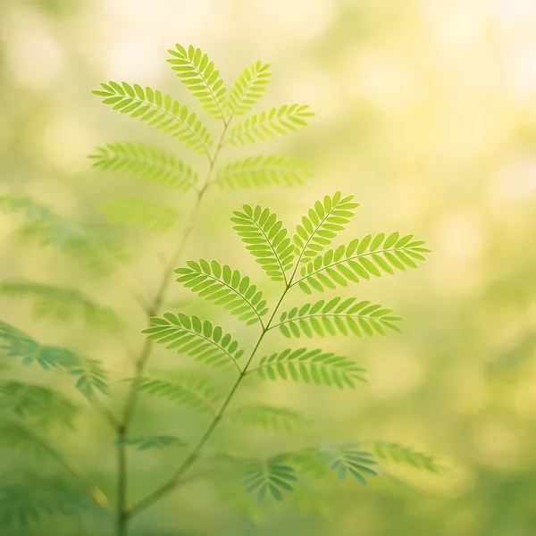 Discover a puzzle with delicate green leaves backlit by warm, golden sunlight — a close-up of fern-like foliage set against a soft, creamy bokeh background.