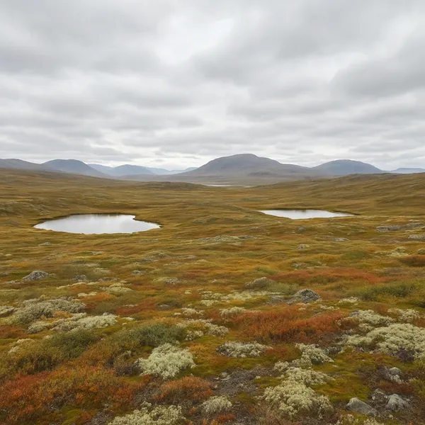 This online jigsaw puzzle features a windswept tundra landscape with small reflective lakes and rolling hills, perfect for nature lovers.
