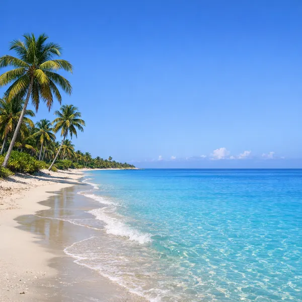 Enjoy an online jigsaw puzzle designed for browser play, featuring a tranquil tropical beach scene rich in nature and coastal beauty.